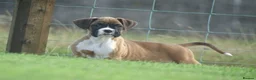 Boxer dogs for sale: Beautiful boxer puppies  - Advert 5