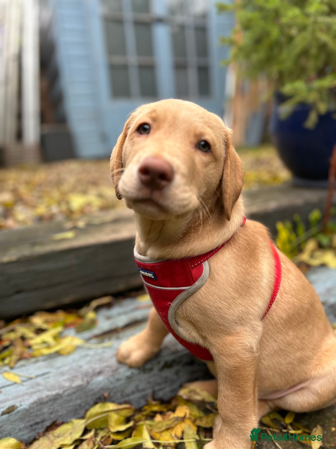 Labrador Retriever dogs for sale: PUPPY BOY LOOKING FOR FOREVER HOME   - Advert 20