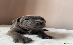 Staffordshire Bull Terrier dogs for sale: BLUEDOGCITY PHARON AT BULLSCAFF X WEDNESDAY ADDAMS - Image 9
