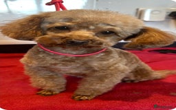 Toy Poodle dogs for sale:  Toy Poodle Puppy Looking for a Loving Home - Image 8