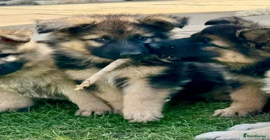 German Shepherd dogs - Advert 1