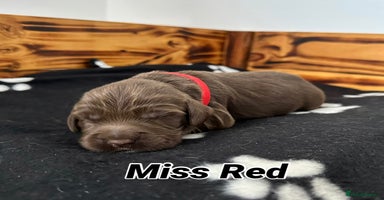 Sprocker dogs Fully Health Tested Sprocker Spaniel Puppies - Advert 1