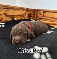 Sprocker dogs Fully Health Tested Sprocker Spaniel Puppies - Advert 1