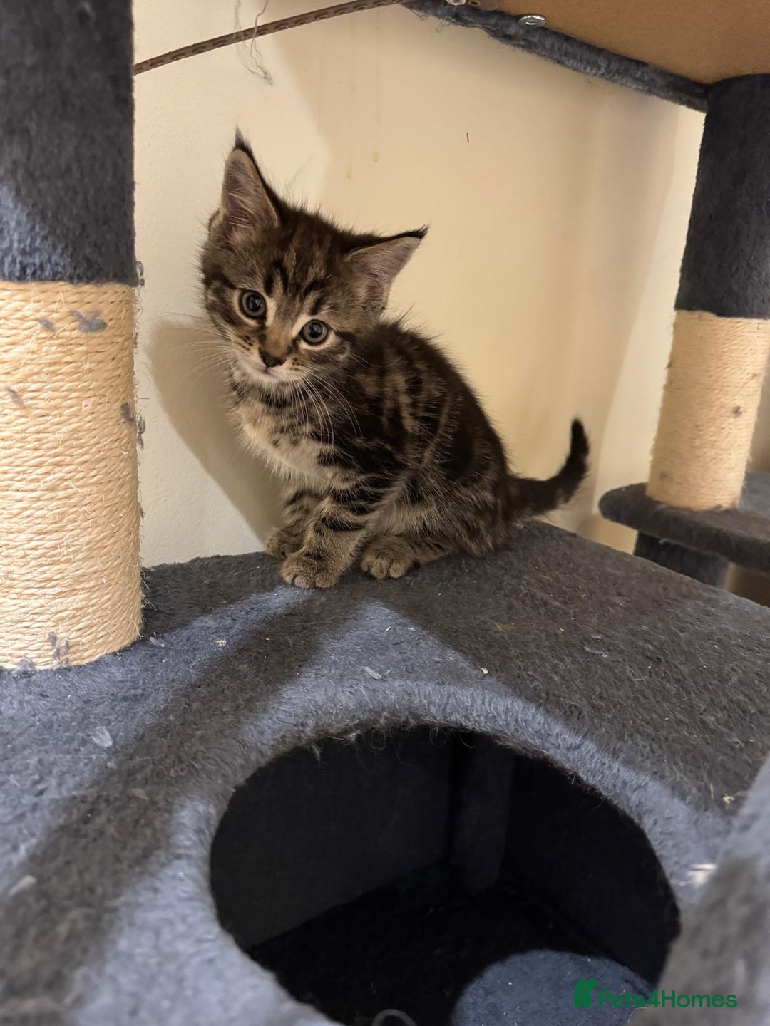 Maine Coon cats for sale: 🐾 Ragdoll × Maine Coon Kittens 🐾 - Image 5