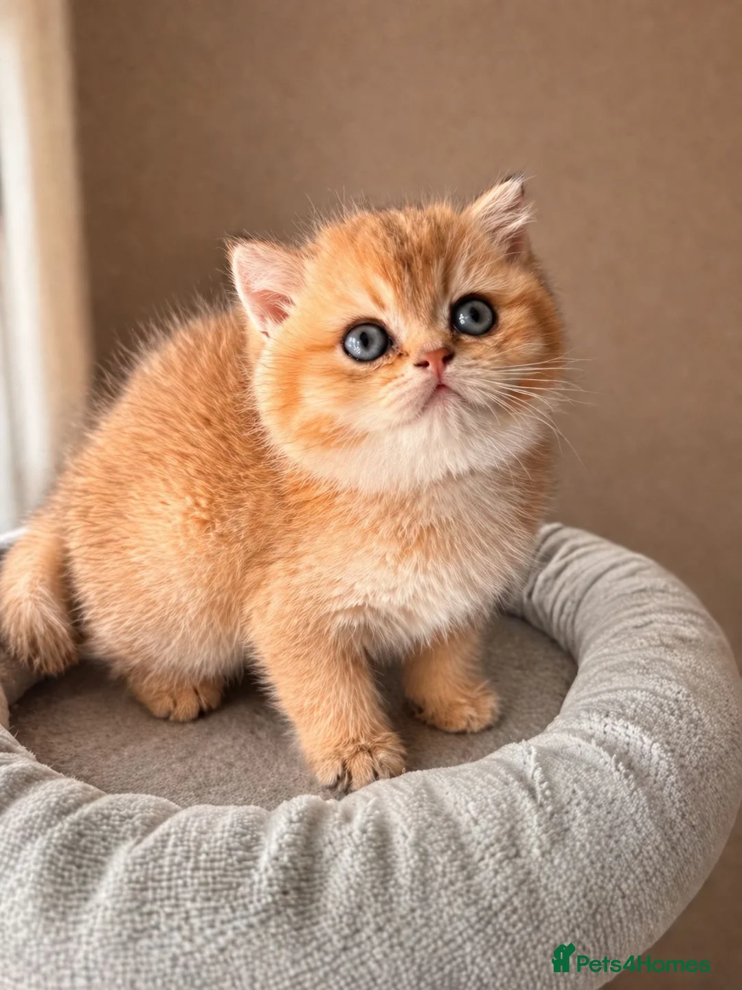 British Shorthair cats for sale: ✨ Exquisite Golden British Shorthair (NY11) ✨ - Advert 2