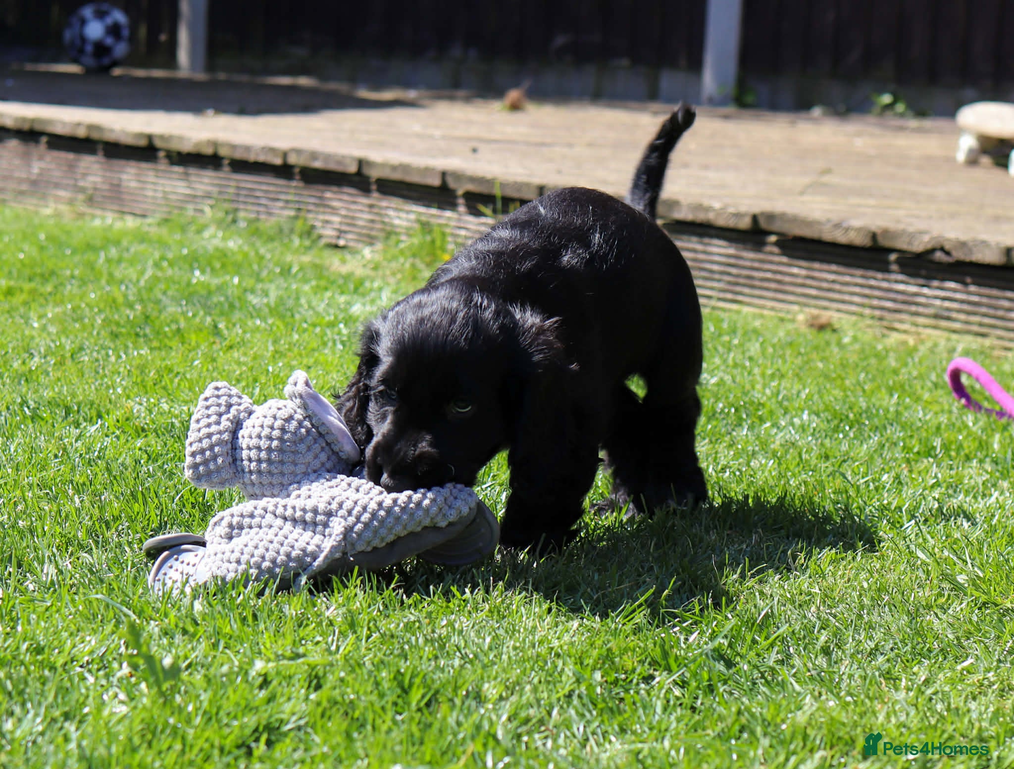 Cocker Spaniel dogs Gorgeous show cocker spaniels Kc Reg  ready to go  - Advert 17