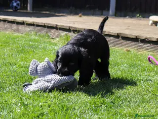 Cocker Spaniel dogs Gorgeous show cocker spaniels Kc Reg ready to go - Advert 17
