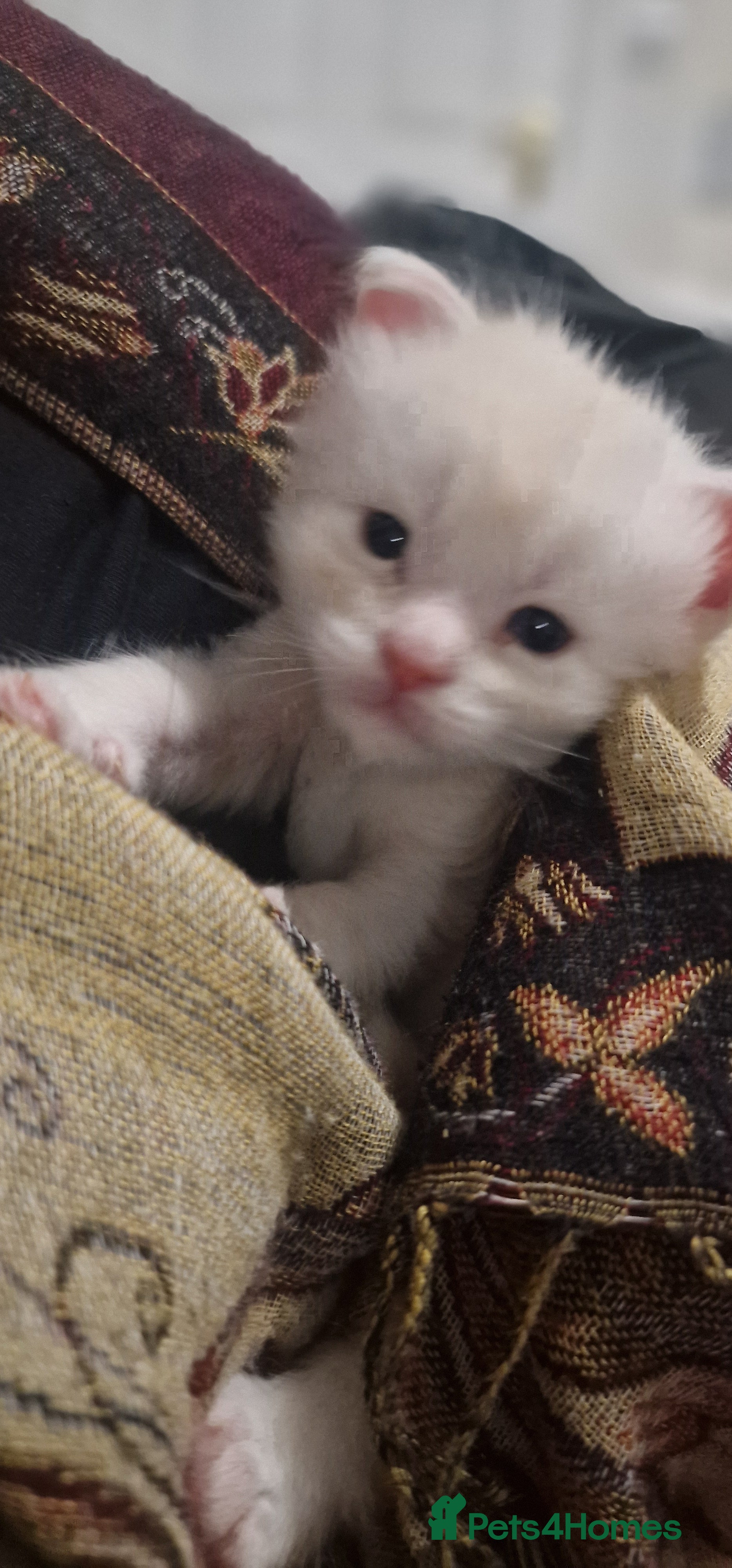 Maine Coon cats Cream and white large kitten Tica registered  - Advert 3