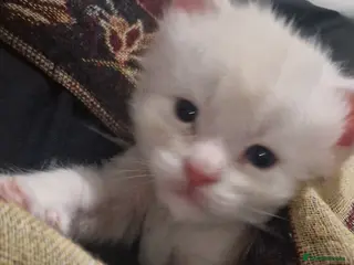 Maine Coon cats Cream and white large kitten Tica registered - Advert 4