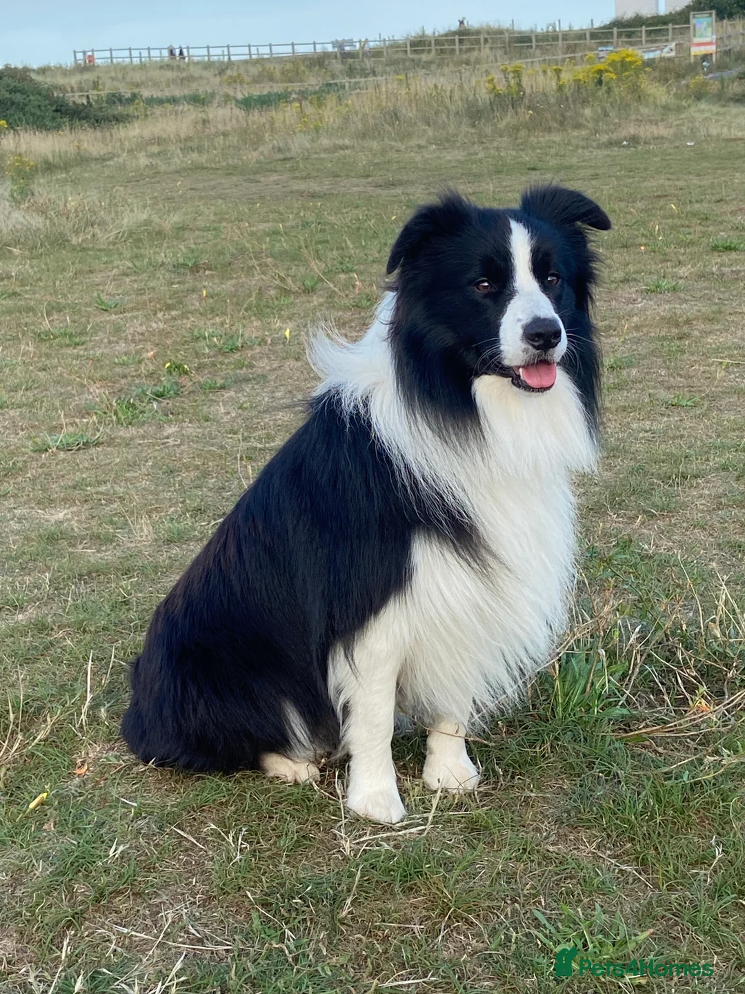 Border Collie dogs for stud: For stud. KC reg and proven.  in Brierley Hill - Advert 2