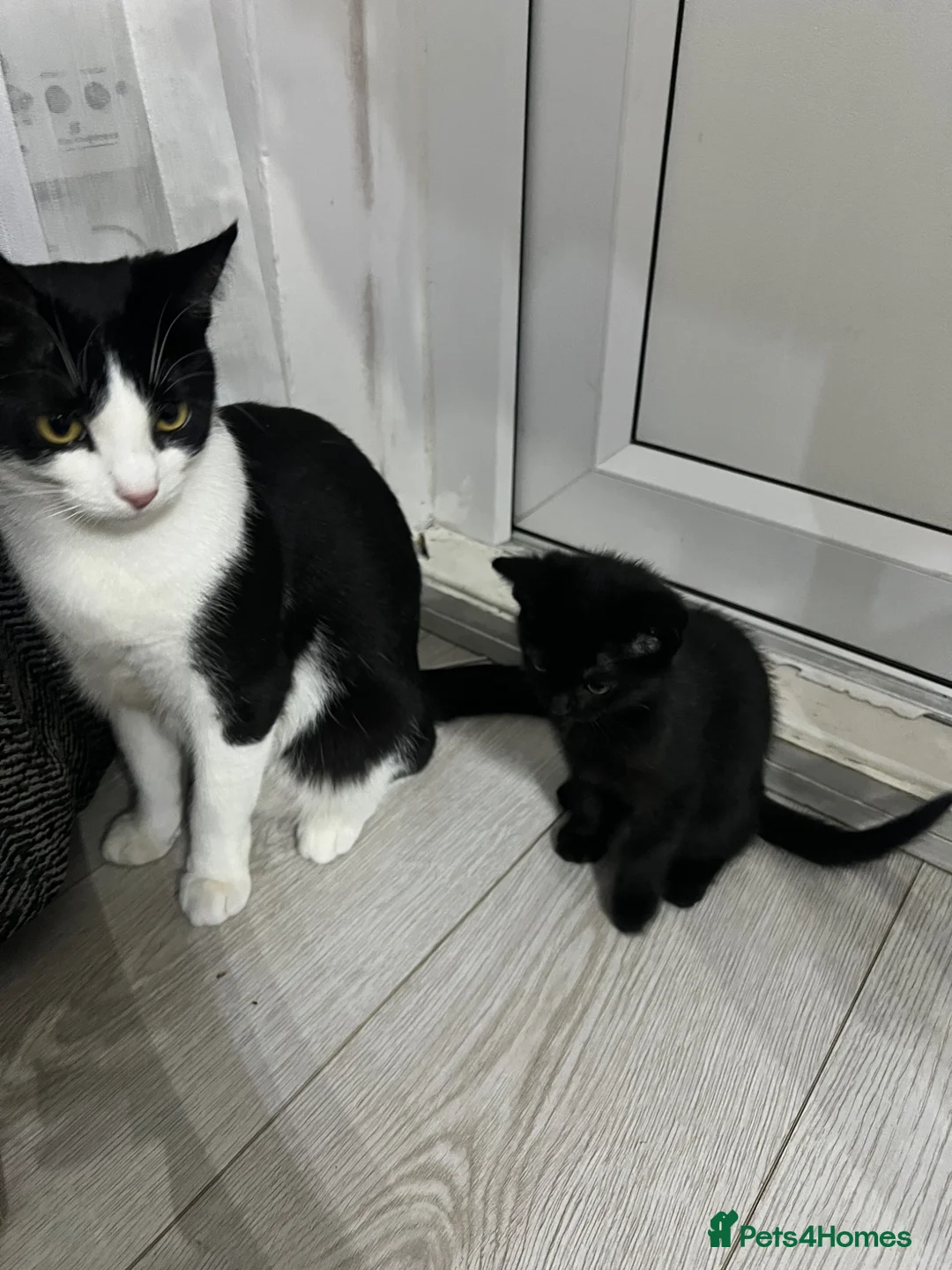 Mixed Breed cats for sale: 1 lovely cat and her kitten - Advert 1