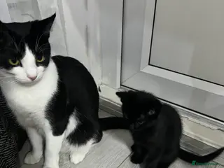 Mixed Breed cats 1 lovely cat and her kitten - Advert 13