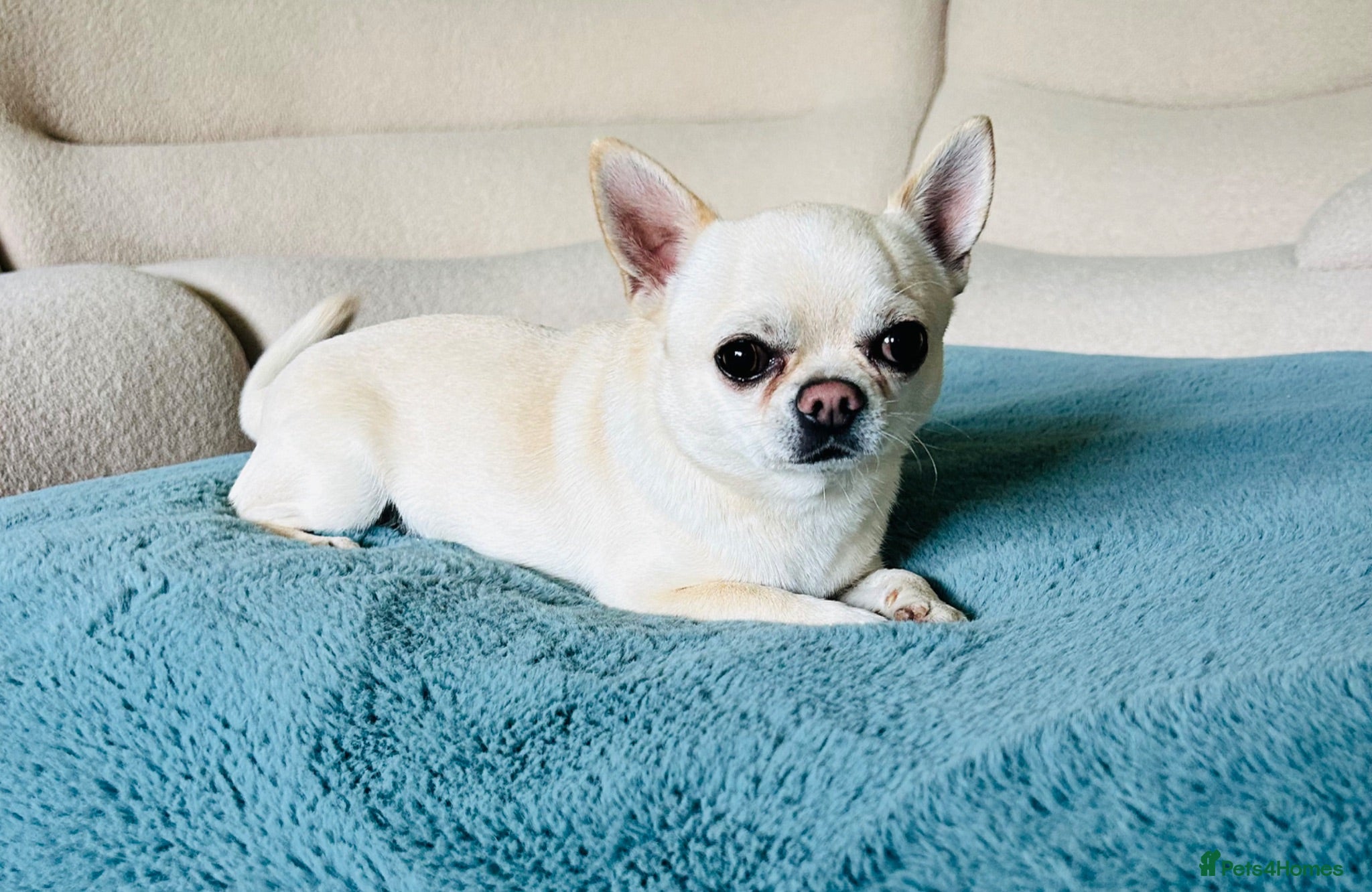 Chihuahua dogs Chihuahua Stud KC Registered  - Advert 14