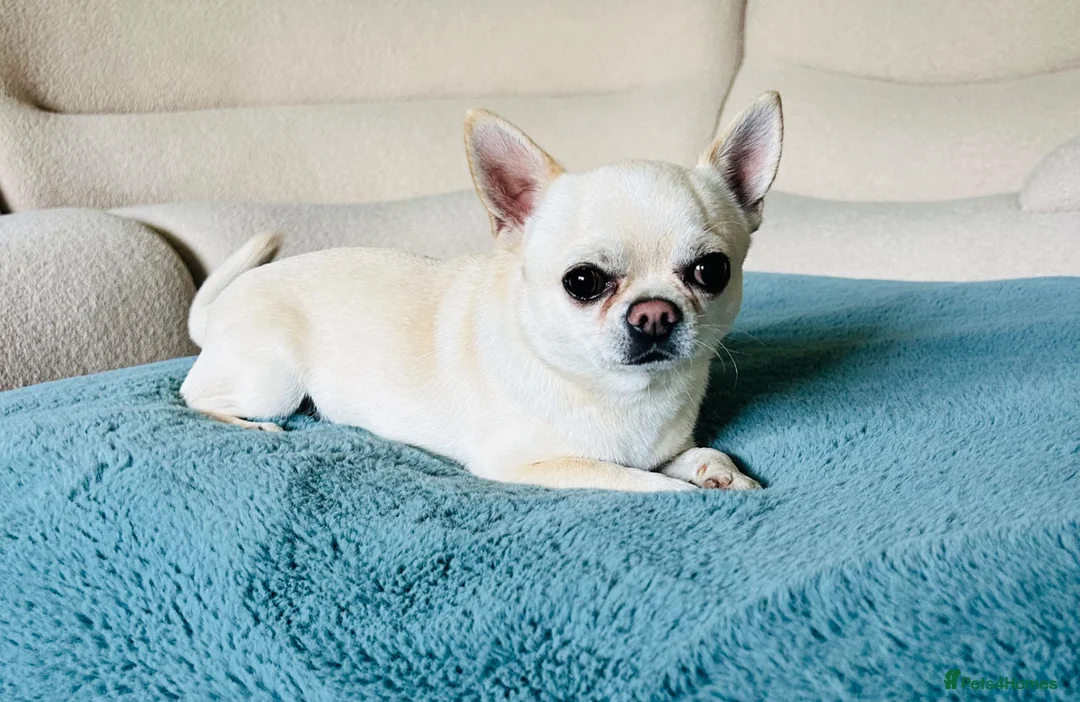 Chihuahua dogs for stud: Chihuahua Stud KC Registered  - Advert 1