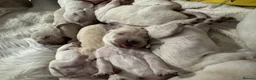 Golden Retriever dogs for sale: Golden retriever puppies - Advert 2