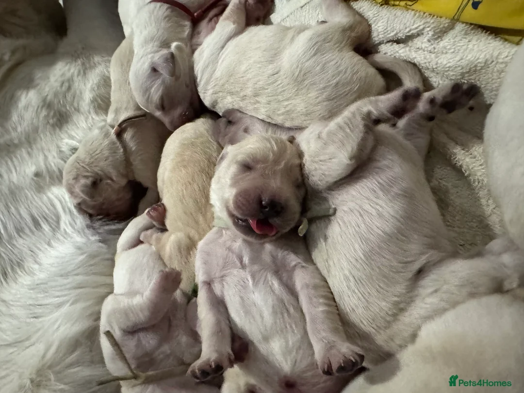 Golden Retriever dogs for sale: Golden retriever puppies - Advert 2