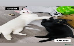 Siamese cats for sale: Kittens Siamese & Bombay Cross - Image 5