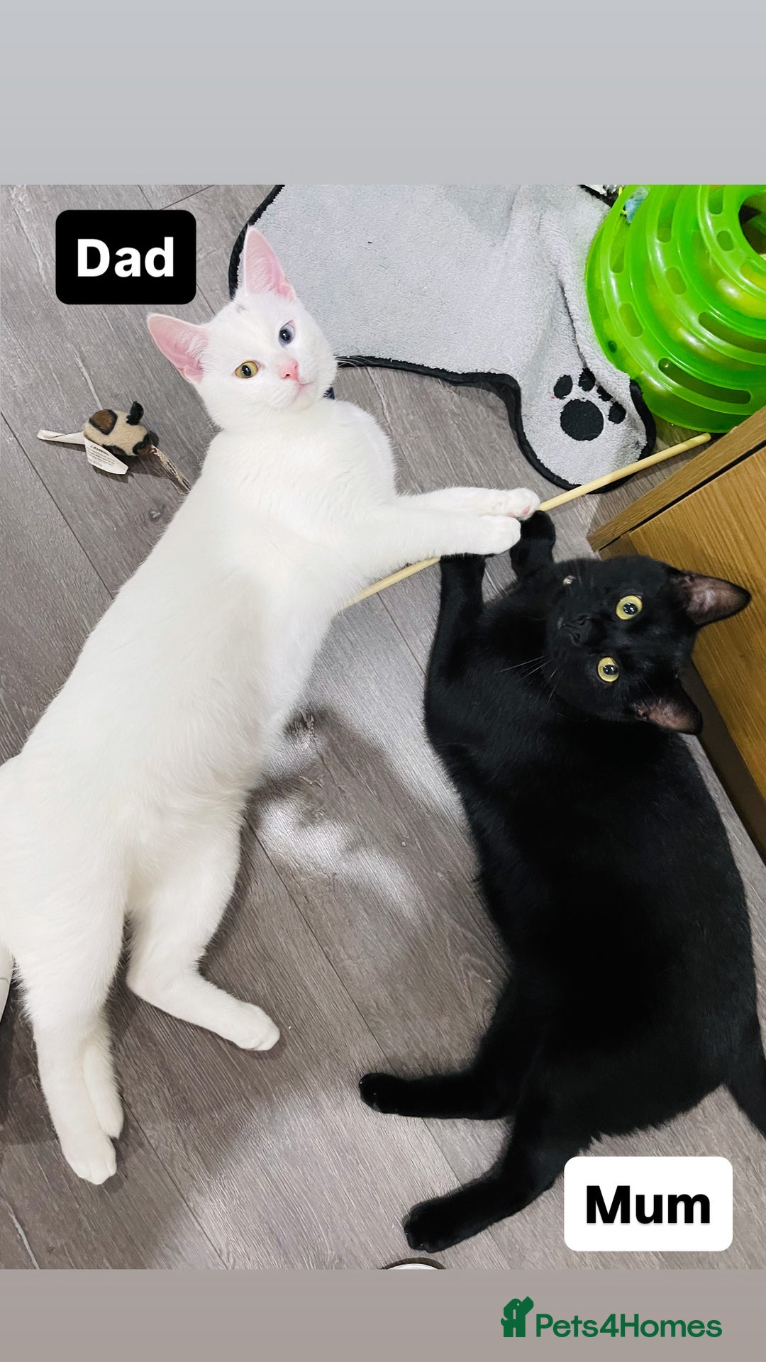Siamese cats for sale: Kittens Siamese & Bombay Cross - Image 5