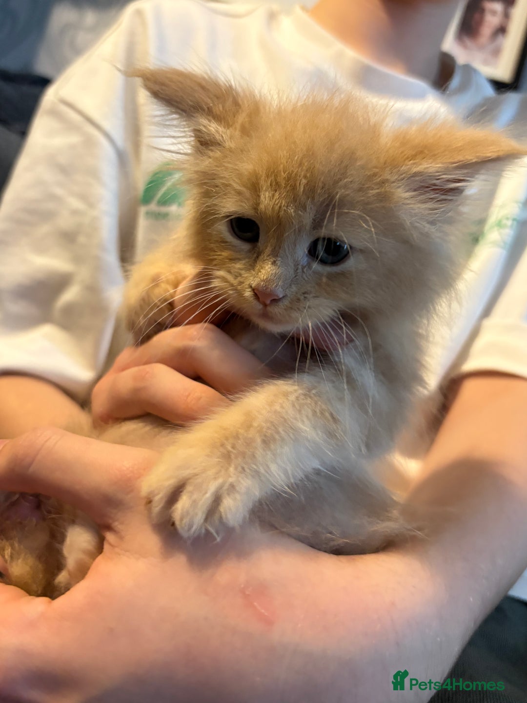 Maine Coon cats for sale: Beautiful maincoon kittens ready now  - Advert 6