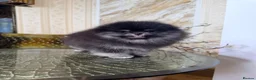 Pomeranian dogs for sale: BLACK & TAN GIRL and BOY - Advert 3