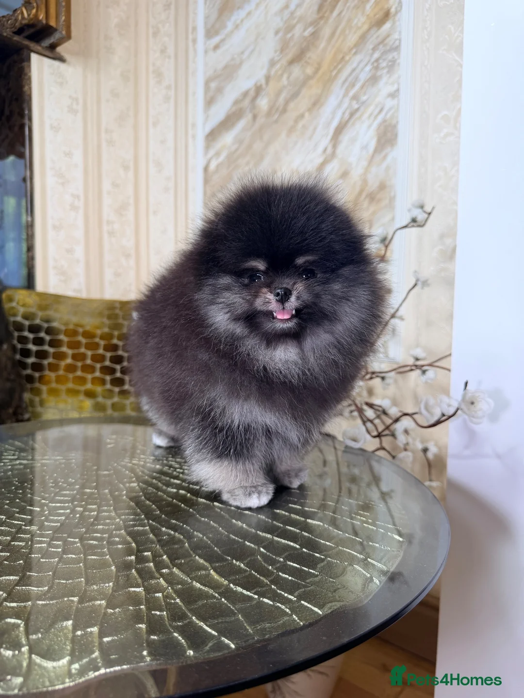 Pomeranian dogs for sale: BLACK & TAN GIRL and BOY - Advert 2