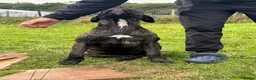 Presa Canario dogs for adoption: Female presa canario - Advert 4