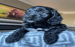 Cockapoo dogs for sale: Beautiful Thick coated Fluffy F1 Toy Cockapoo pups - Advert 19