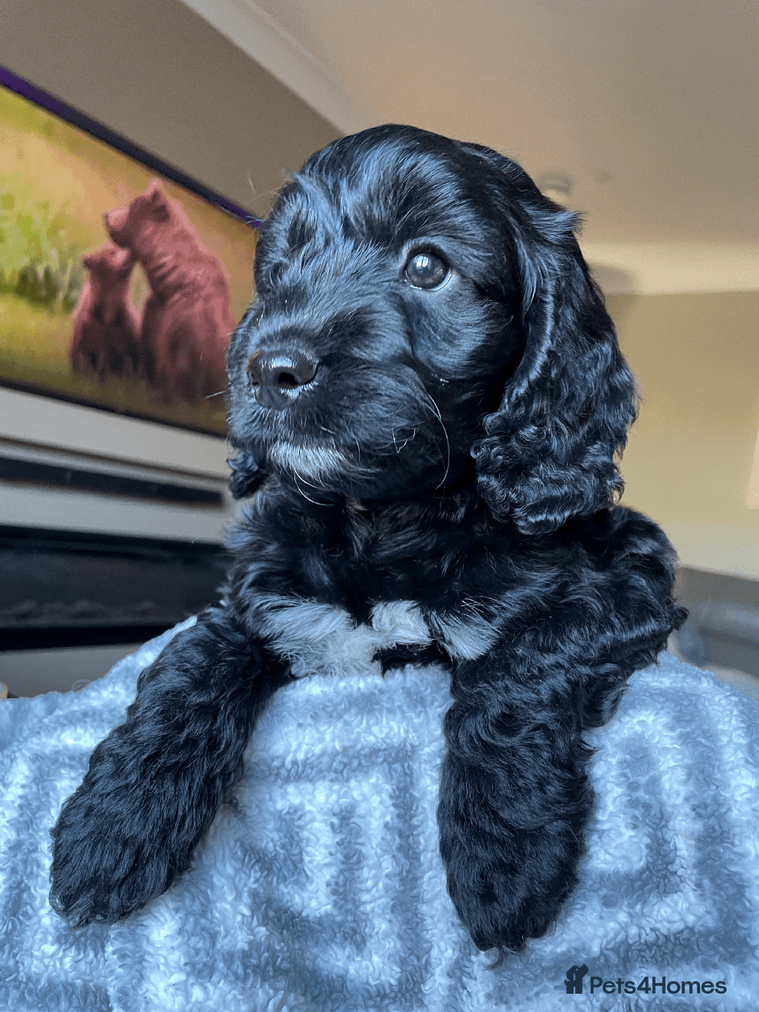 Cockapoo dogs for sale: Beautiful Thick coated Fluffy F1 Toy Cockapoo pups - Advert 19