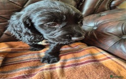 Sprocker dogs for sale: Beautiful sprocker puppies  - Image 11
