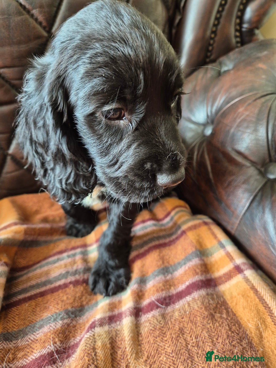 Sprocker dogs for sale: Beautiful sprocker puppies  - Image 11