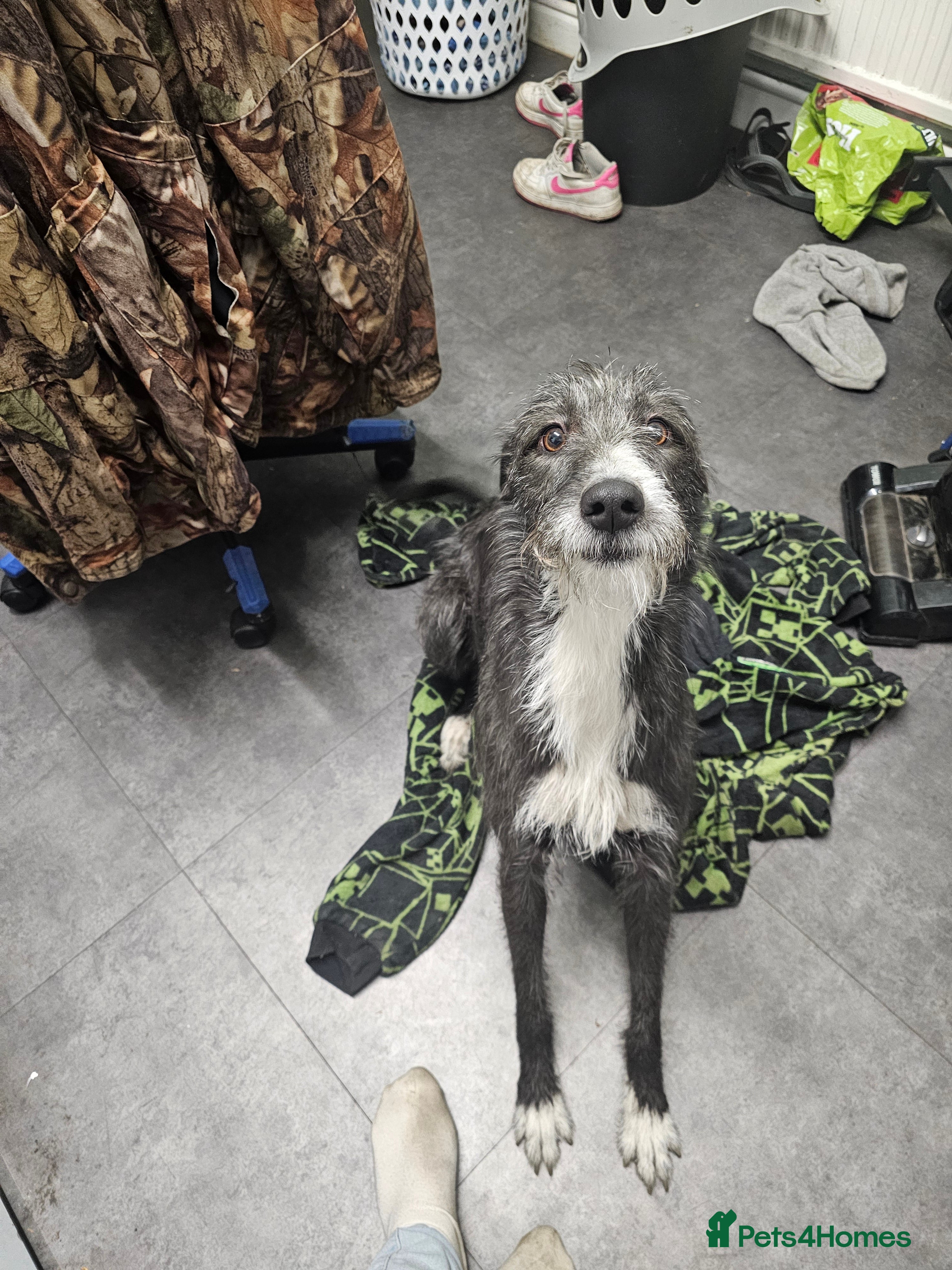 Mixed Breed dogs Bedlington whipet - Advert 2