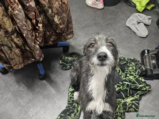 Mixed Breed dogs Bedlington whipet - Advert 2