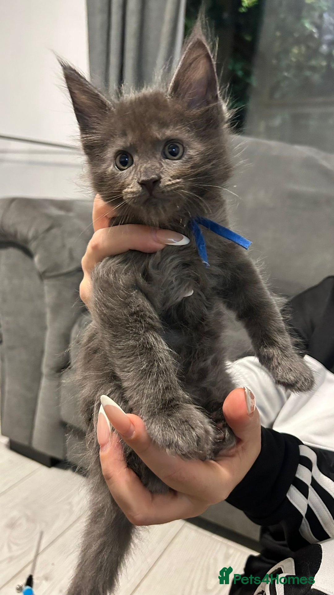 Maine Coon cats for sale: Mainecoon kittens  - Advert 8