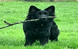 German Shepherd dogs for sale: OLD FASHION GSD PUPPIES DUE 8TH OCTOBER  - Image 15