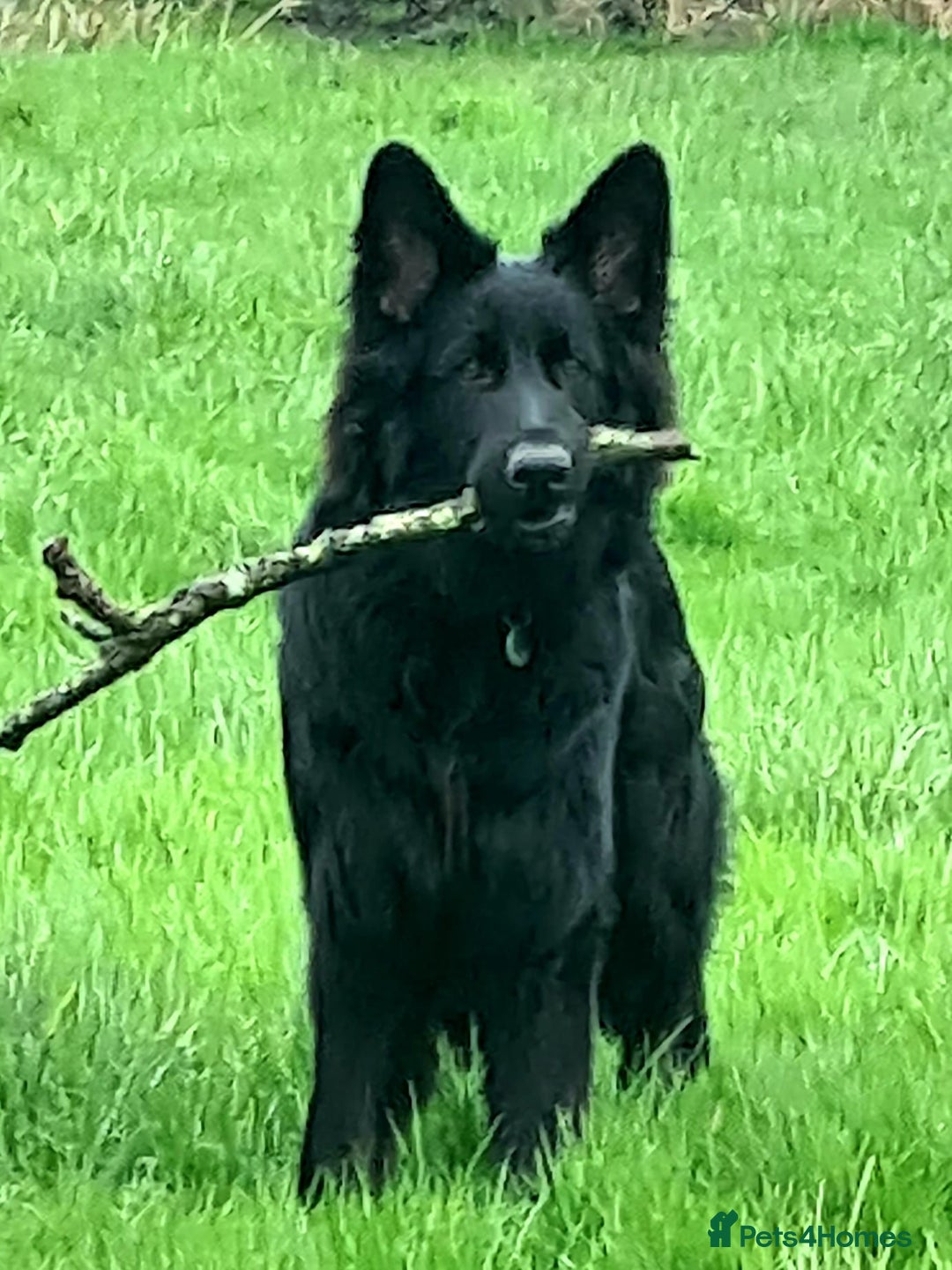 German Shepherd dogs for sale: OLD FASHION GSD PUPPIES DUE 8TH OCTOBER  - Image 15