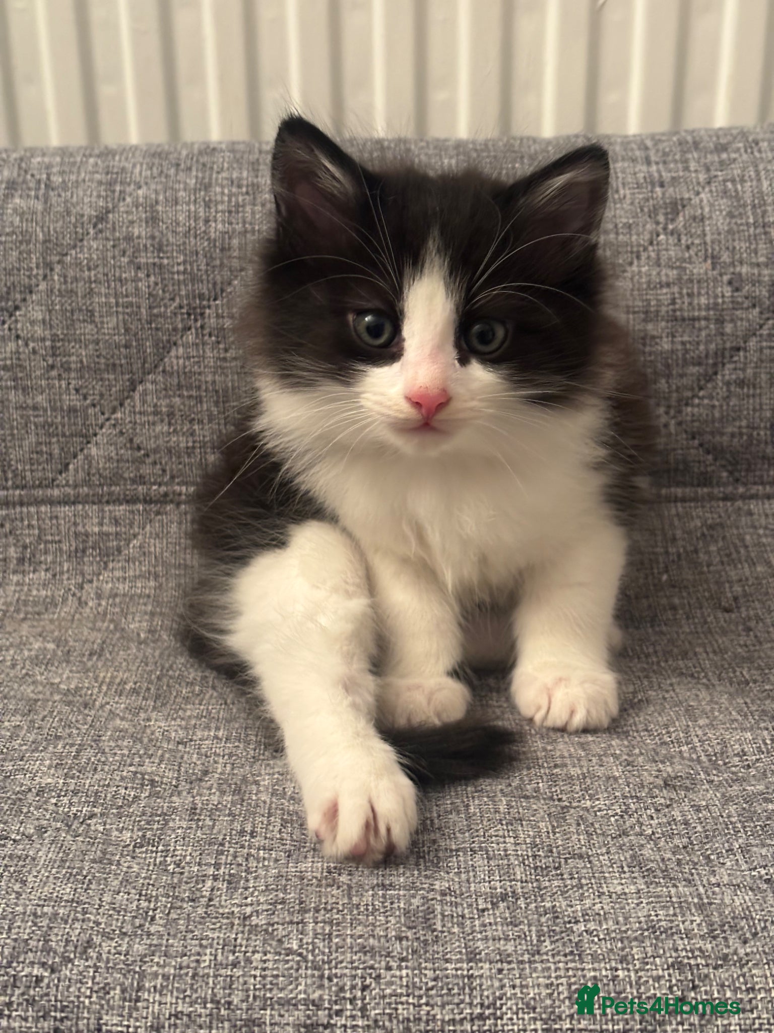 Mixed Breed cats Fluffy Tuxedo Kitten |🖤🤍 - Advert 7