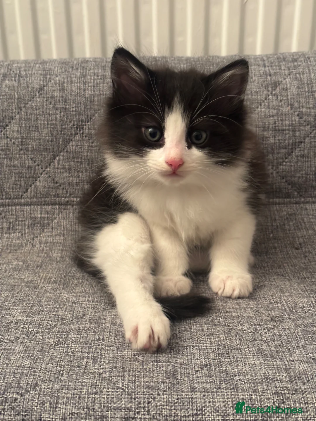 Mixed Breed cats for sale: Fluffy Tuxedo Kitten |🖤🤍 in Hull - Advert 1