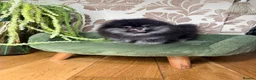 Pomeranian dogs for sale: BLACK & TAN GIRL and BOY - Advert 29