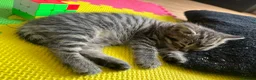 British Shorthair cats for sale: British short hair  - Advert 6
