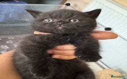 British Shorthair cats for sale: Champion bloodline British short gccf registerd  - Image 3