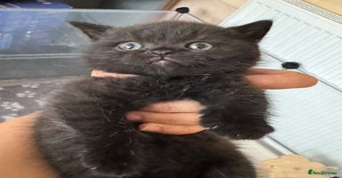 British Shorthair cats - Advert 9