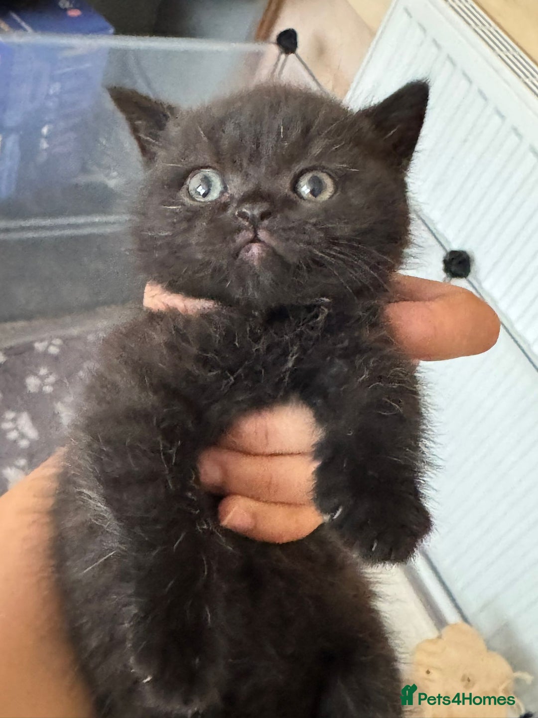 British Shorthair cats for sale: Champion bloodline British short gccf registerd  - Image 3