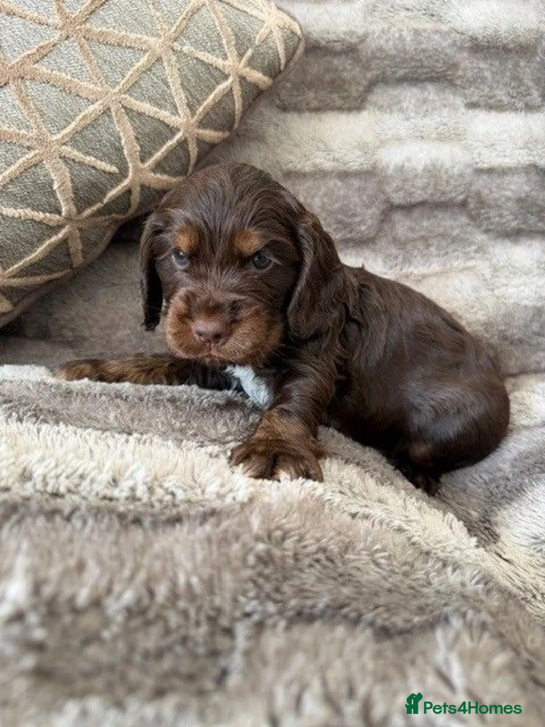 Cocker Spaniel dogs for sale: Beautiful DNA Tested Show Cocker Spaniels - Advert 6