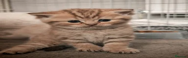British Shorthair 1