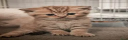 British Shorthair cats for sale: Beautiful British Shorthair Kittens for Sale  - Advert 9