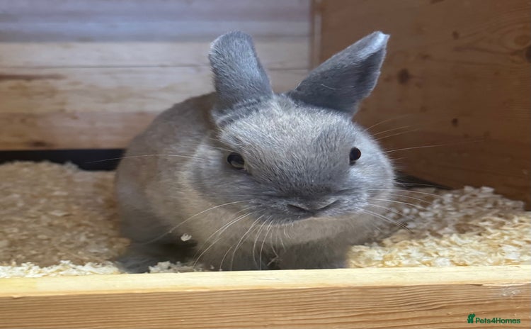 Netherland Dwarf rabbits - Advert 11