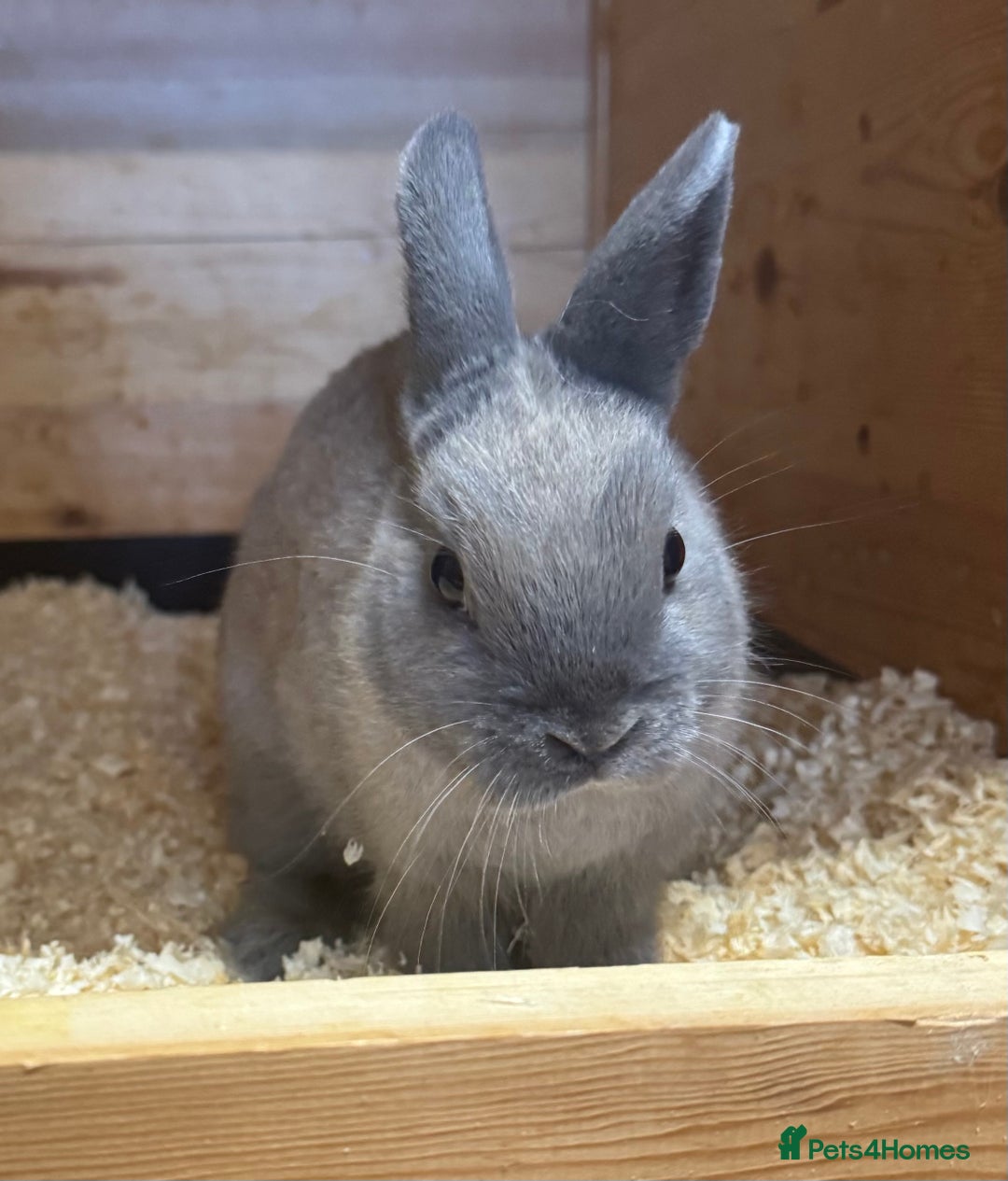 Netherland Dwarf rabbits for sale: Netherland Dwarf Baby Doe - Image 1