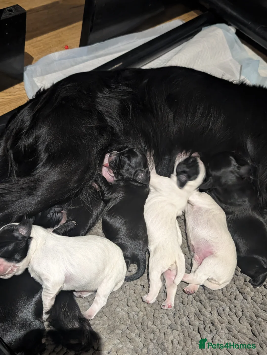 Cocker Spaniel dogs for sale: Working cocker spaniel puppies  - Advert 2