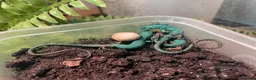 Lizard reptiles for sale: Green Keel-Bellied Lizard (Gastropholis prasina) in Bracknell - Advert 5