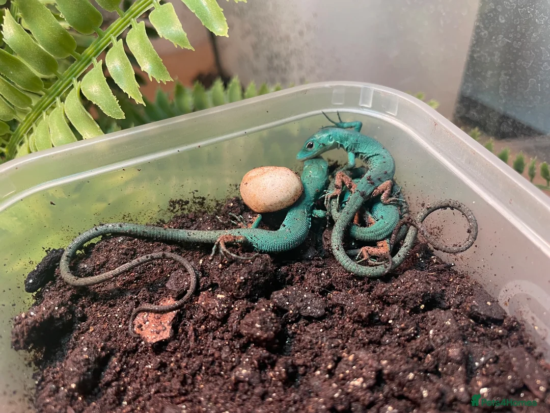 Lizard reptiles for sale: Green Keel-Bellied Lizard (Gastropholis prasina) in Bracknell - Advert 5